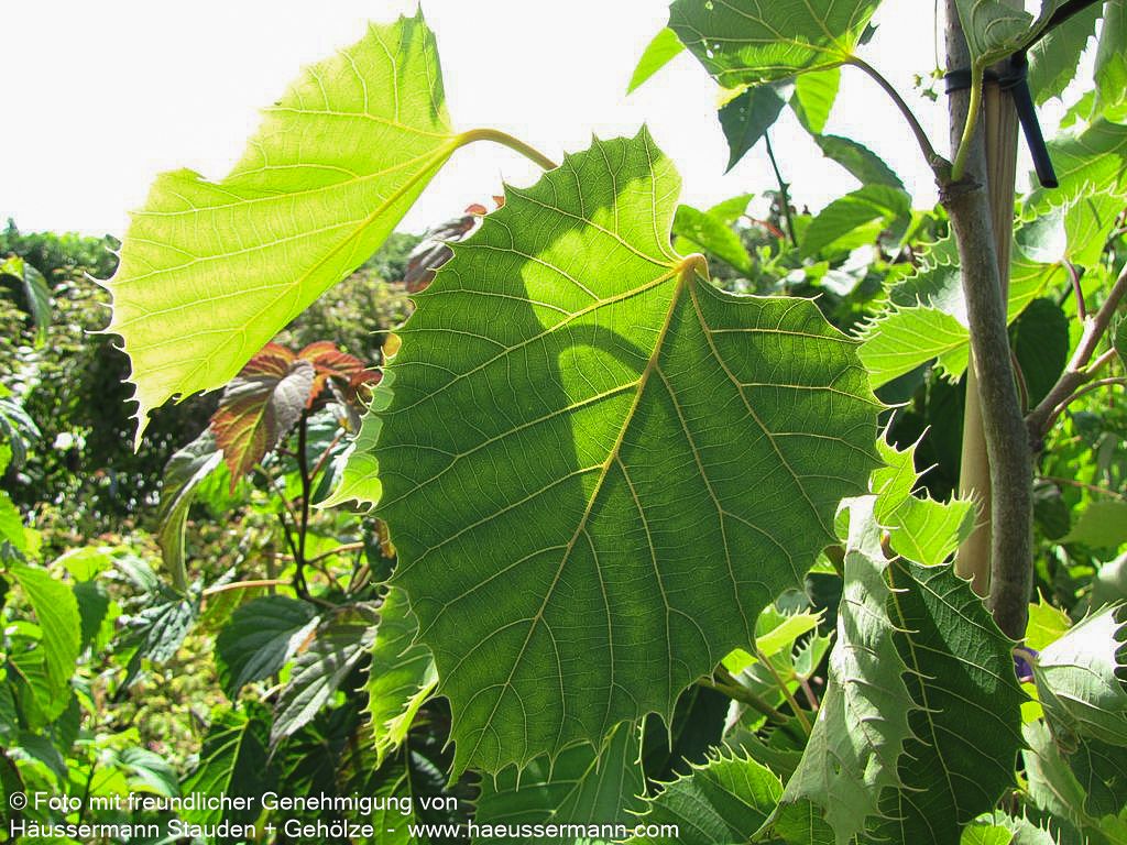 Henry's Linde, Chinesische Linde (Tilia henryana)