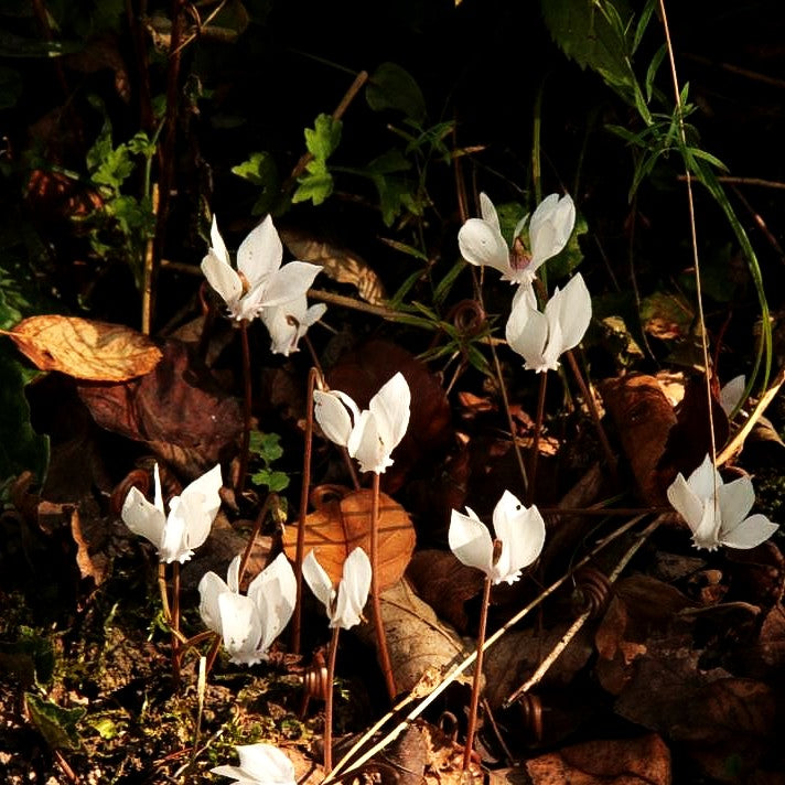 Herbst-Alpenveilchen 'Album' (Cyclamen hederifolium)