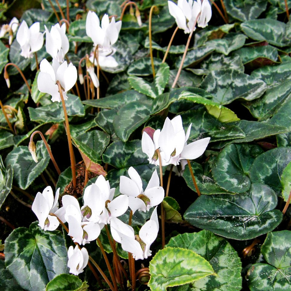 Herbst-Alpenveilchen 'Perlenteppich' (Cyclamen hederifolium)