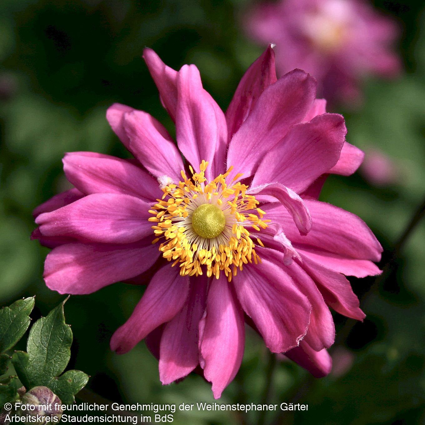 Herbst-Anemone 'Bressingham Glow' (Anemone japonica)