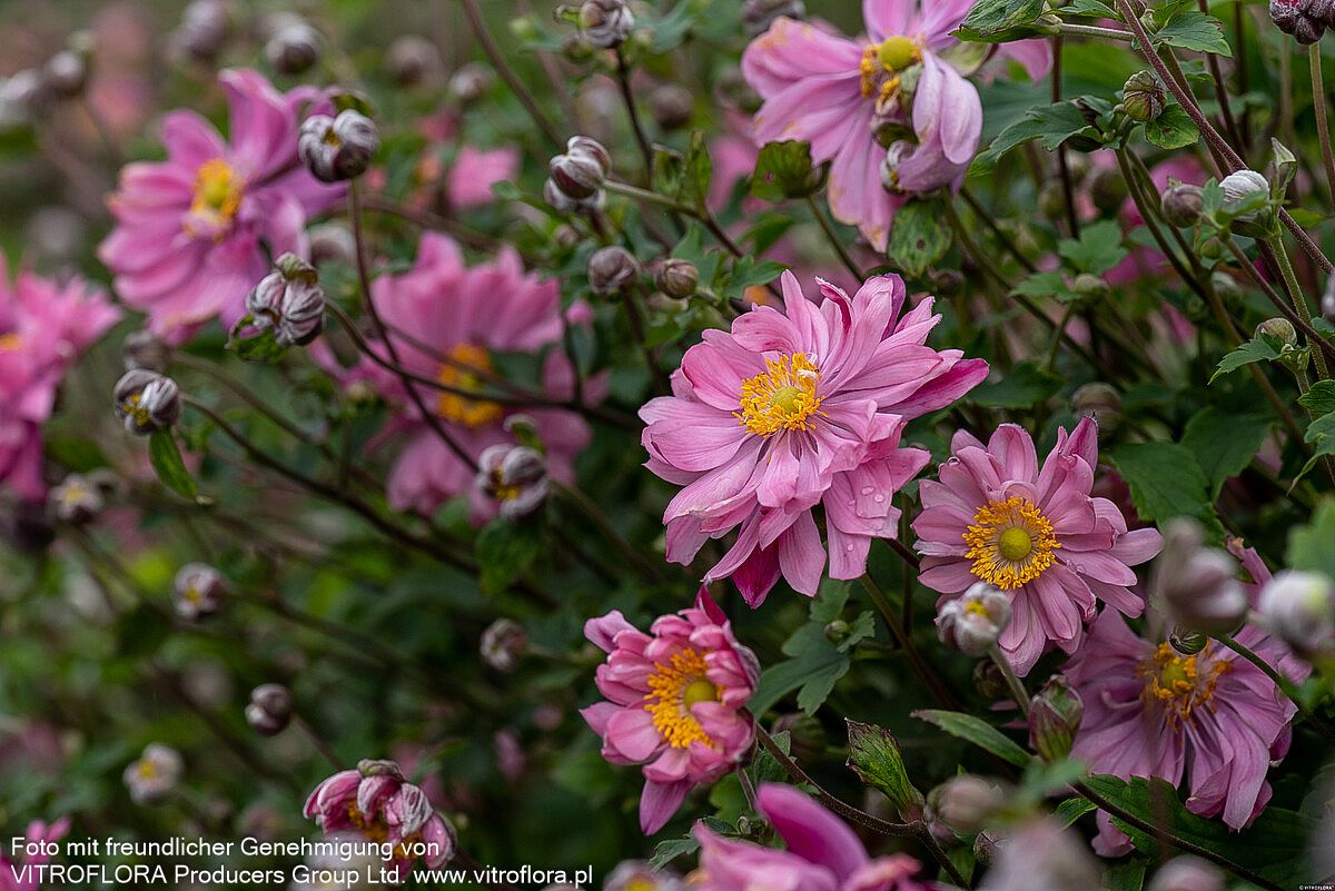 Herbst-Anemone 'Bressingham Glow' (Anemone japonica)