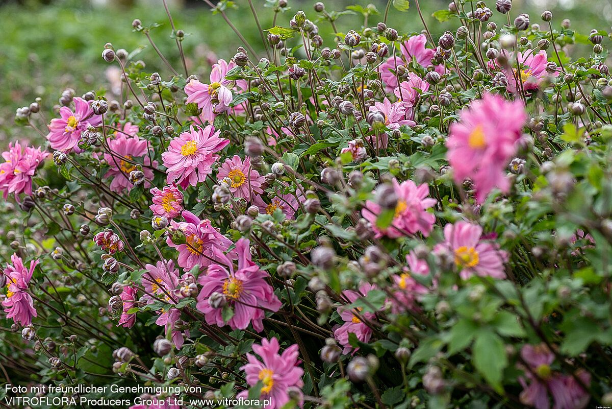 Herbst-Anemone 'Bressingham Glow' (Anemone japonica)