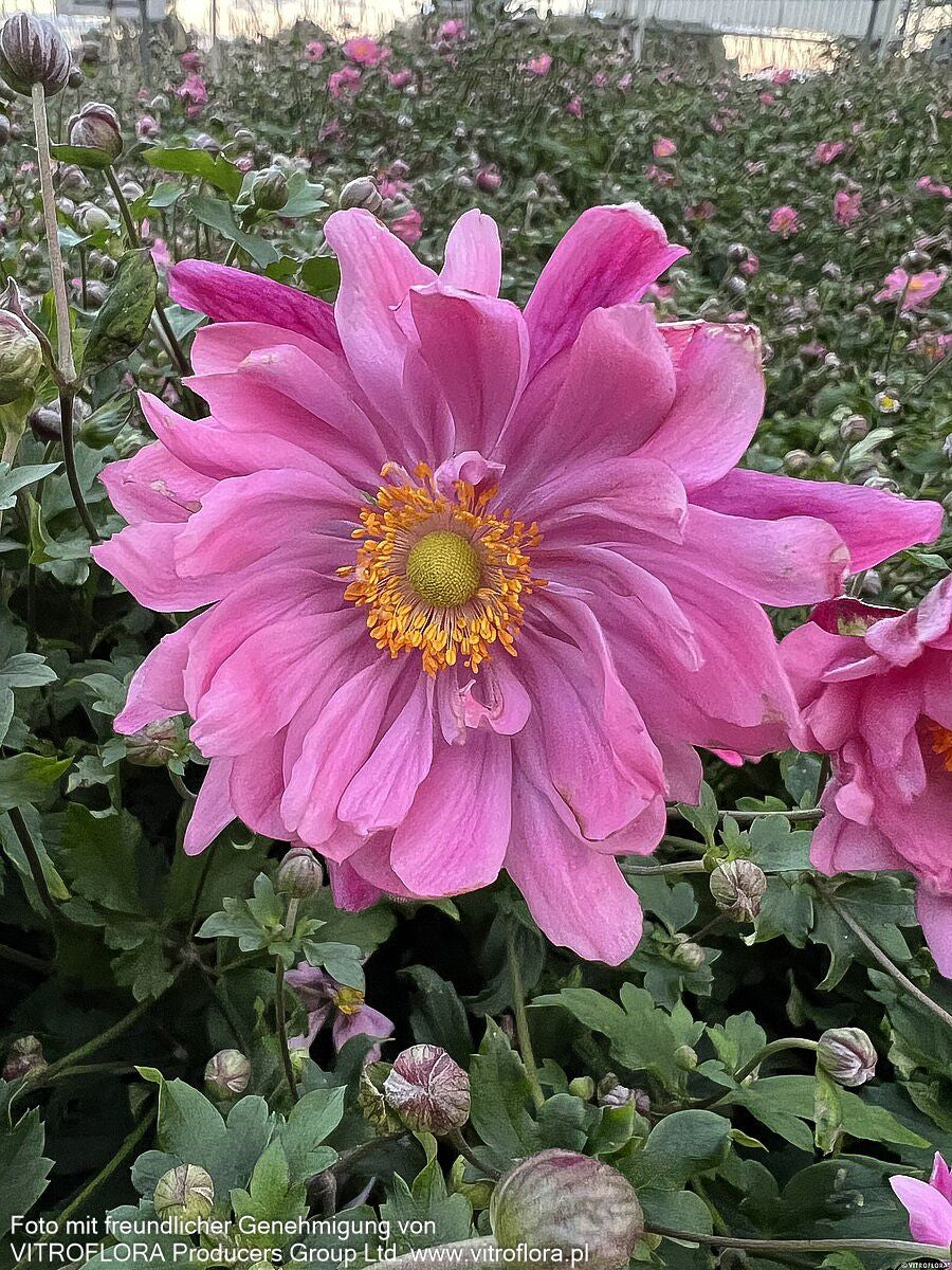Herbst-Anemone 'Bressingham Glow' (Anemone japonica)