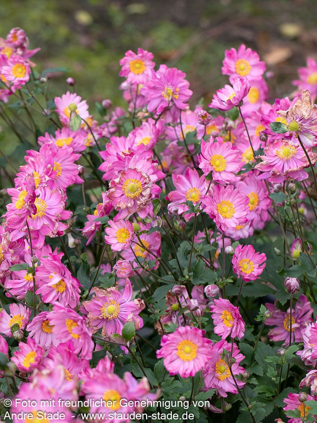 Herbst-Anemone 'Bressingham Glow' (Anemone japonica)