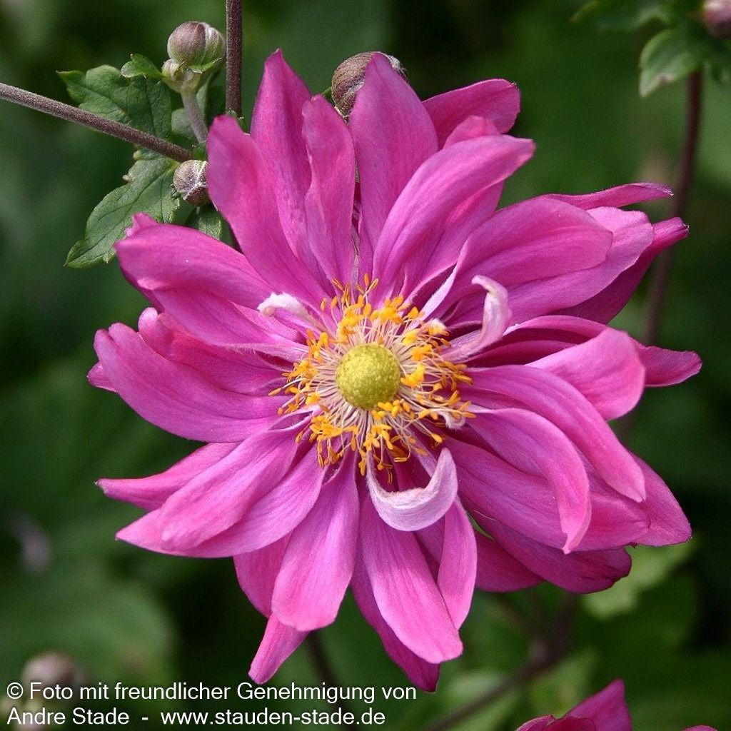 Herbst-Anemone 'Bressingham Glow' (Anemone japonica)