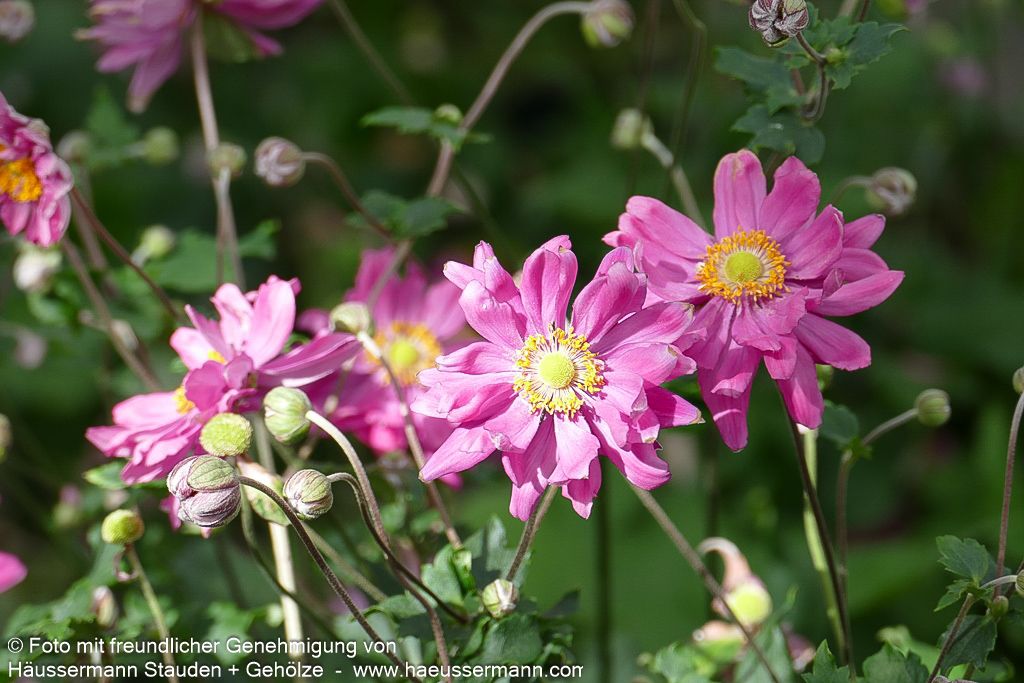 Herbst-Anemone 'Bressingham Glow' (Anemone japonica)