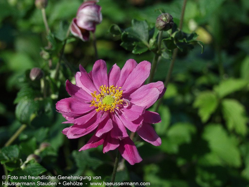 Herbst-Anemone 'Bressingham Glow' (Anemone japonica)