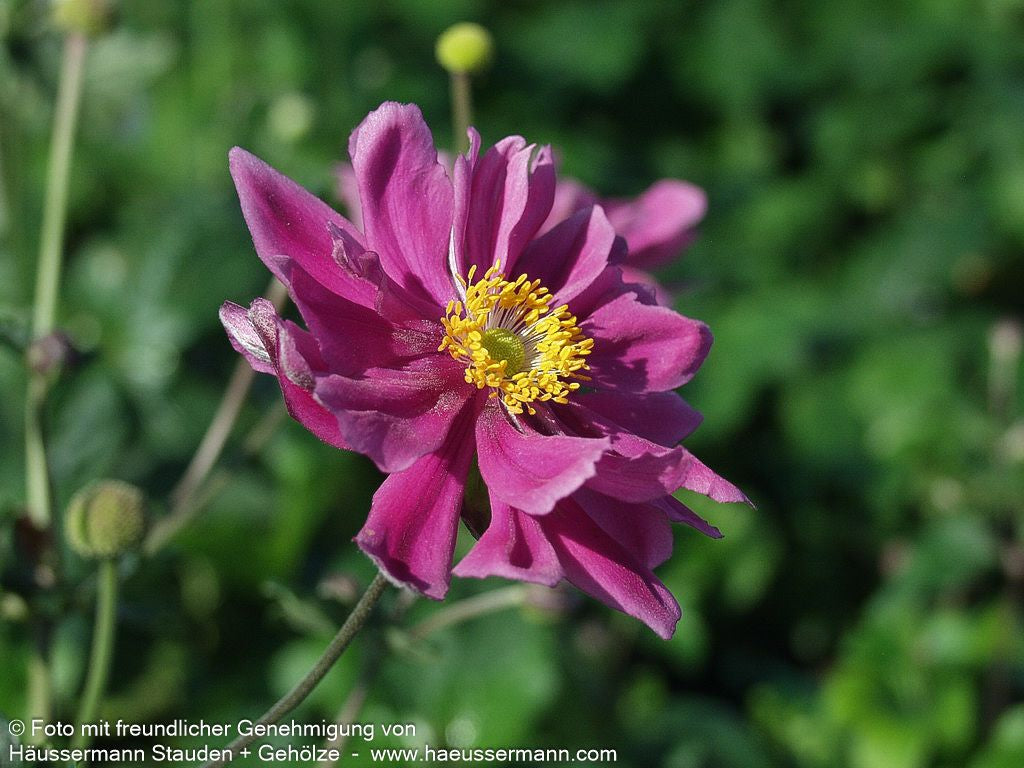 Herbst-Anemone 'Bressingham Glow' (Anemone japonica)