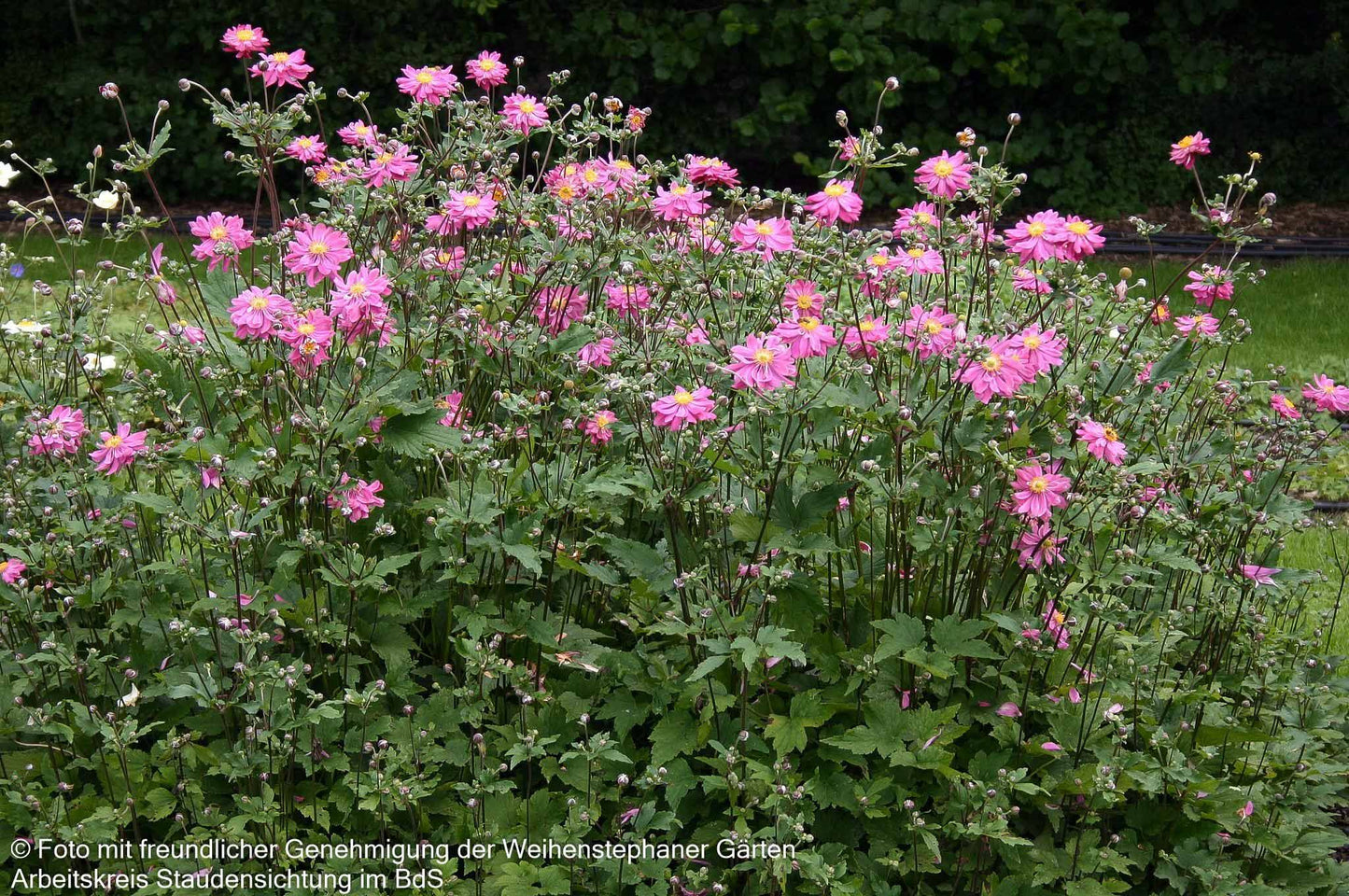 Herbst-Anemone 'Bressingham Glow' (Anemone japonica)
