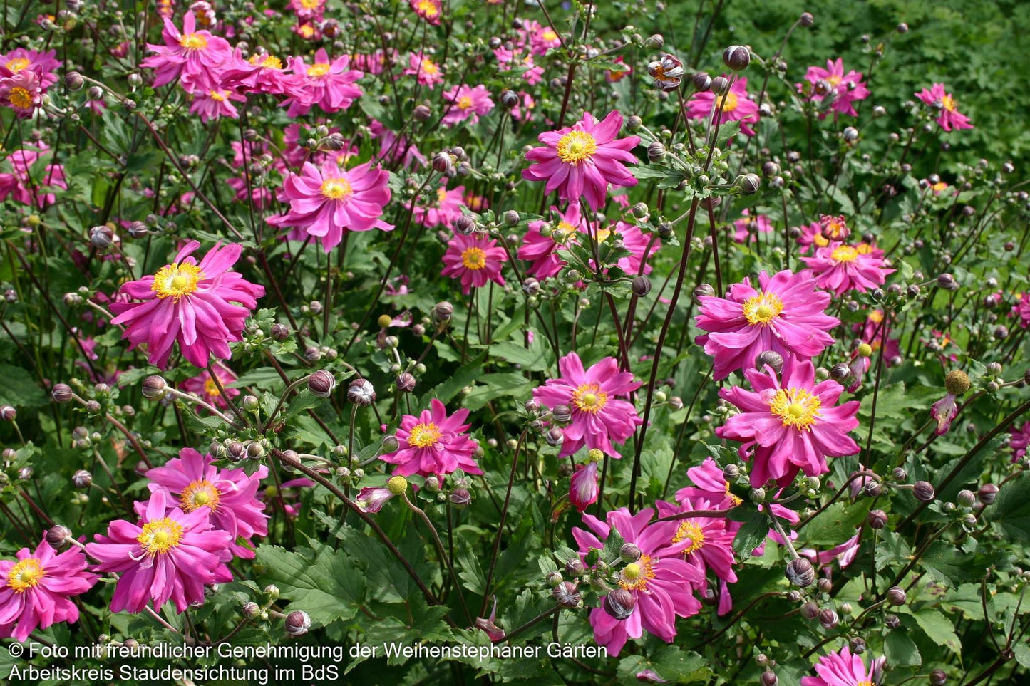 Herbst-Anemone 'Bressingham Glow' (Anemone japonica)