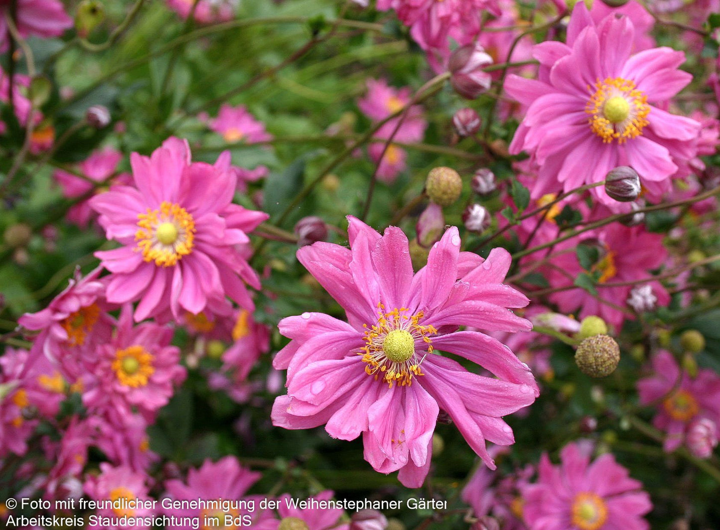 Herbst-Anemone 'Bressingham Glow' (Anemone japonica)