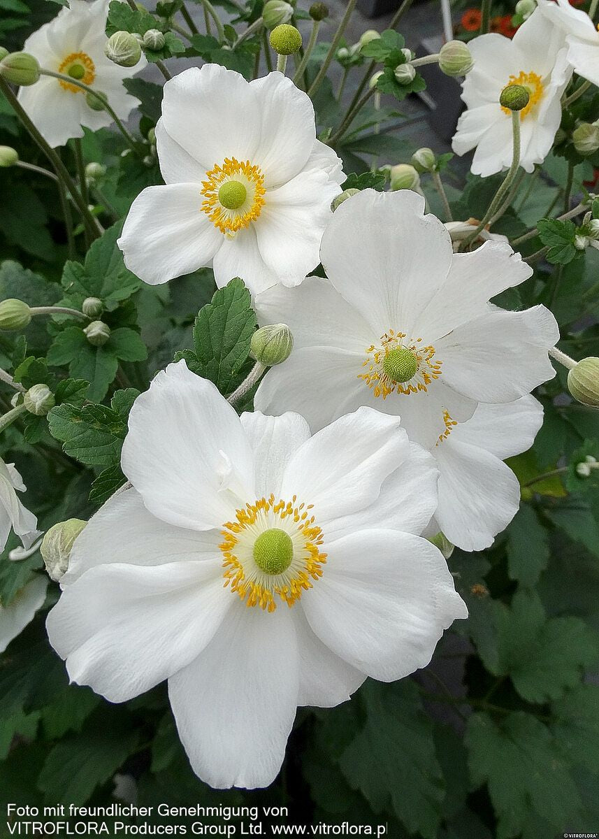 Herbst-Anemone 'Honorine Jobert' (Anemone japonica)