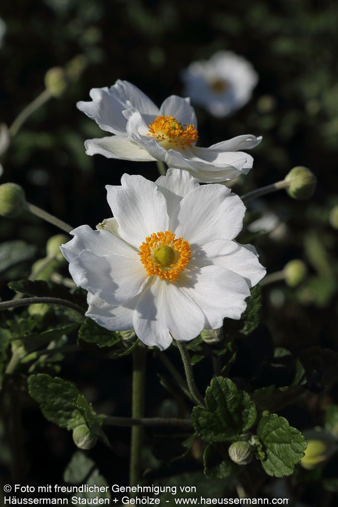 Herbst-Anemone 'Honorine Jobert' (Anemone japonica)