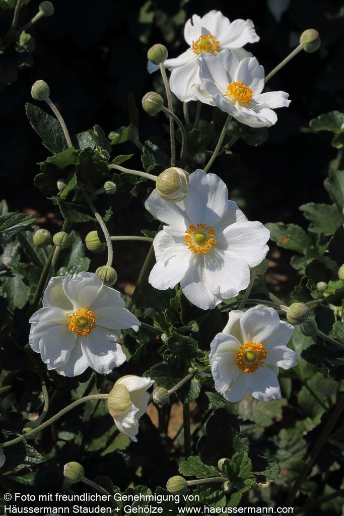 Herbst-Anemone 'Honorine Jobert' (Anemone japonica)
