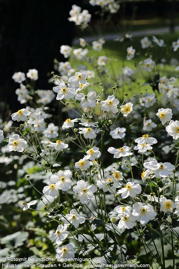 Herbst-Anemone 'Honorine Jobert' (Anemone japonica)