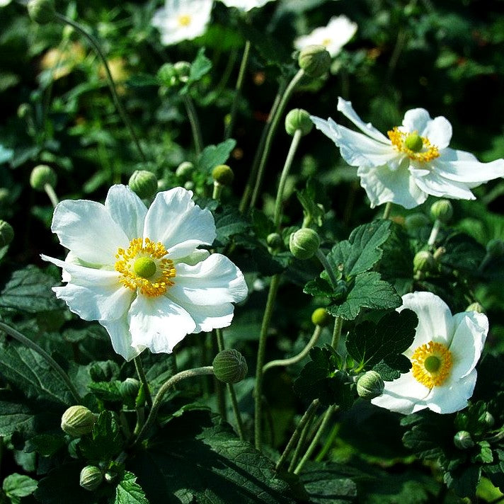 Herbst-Anemone 'Honorine Jobert' (Anemone japonica)