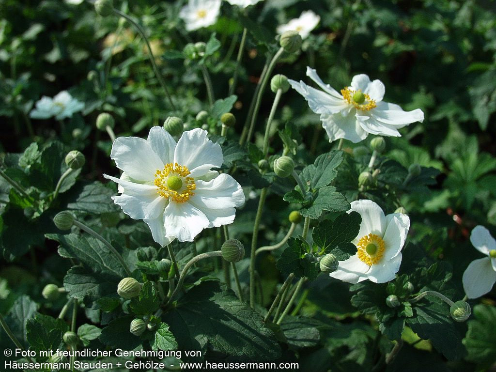 Herbst-Anemone 'Honorine Jobert' (Anemone japonica)