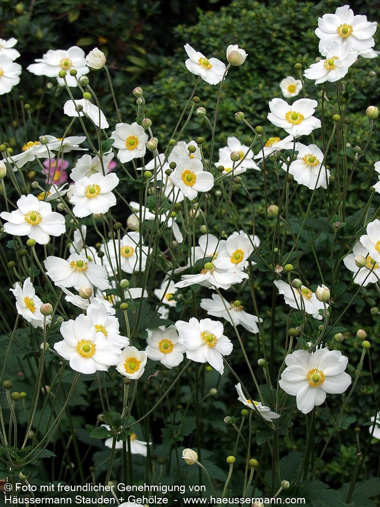 Herbst-Anemone 'Honorine Jobert' (Anemone japonica)