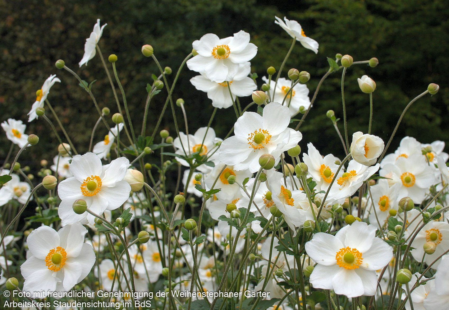 Herbst-Anemone 'Honorine Jobert' (Anemone japonica)