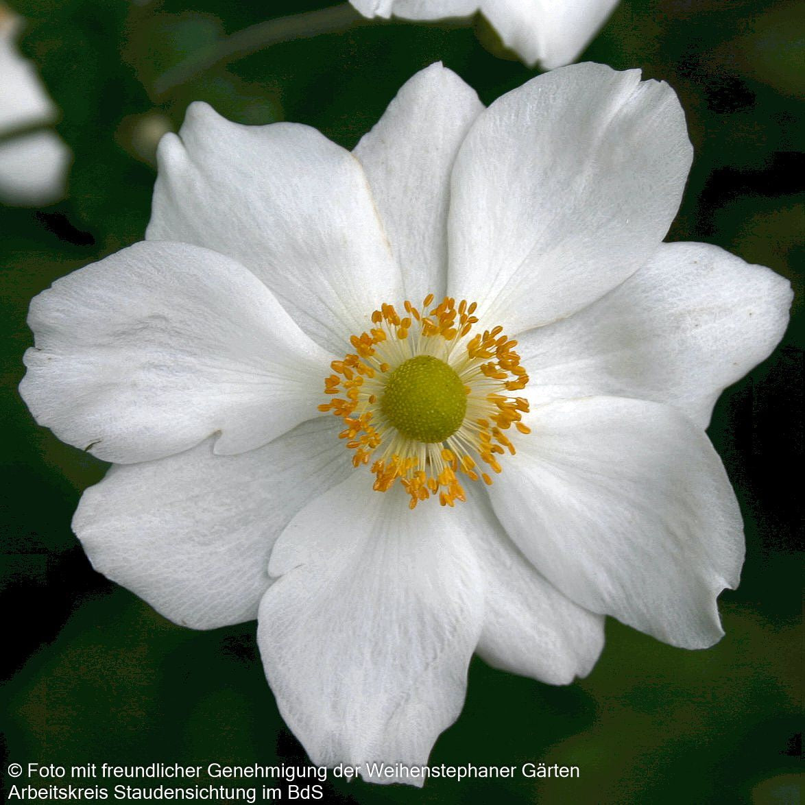 Herbst-Anemone 'Honorine Jobert' (Anemone japonica)