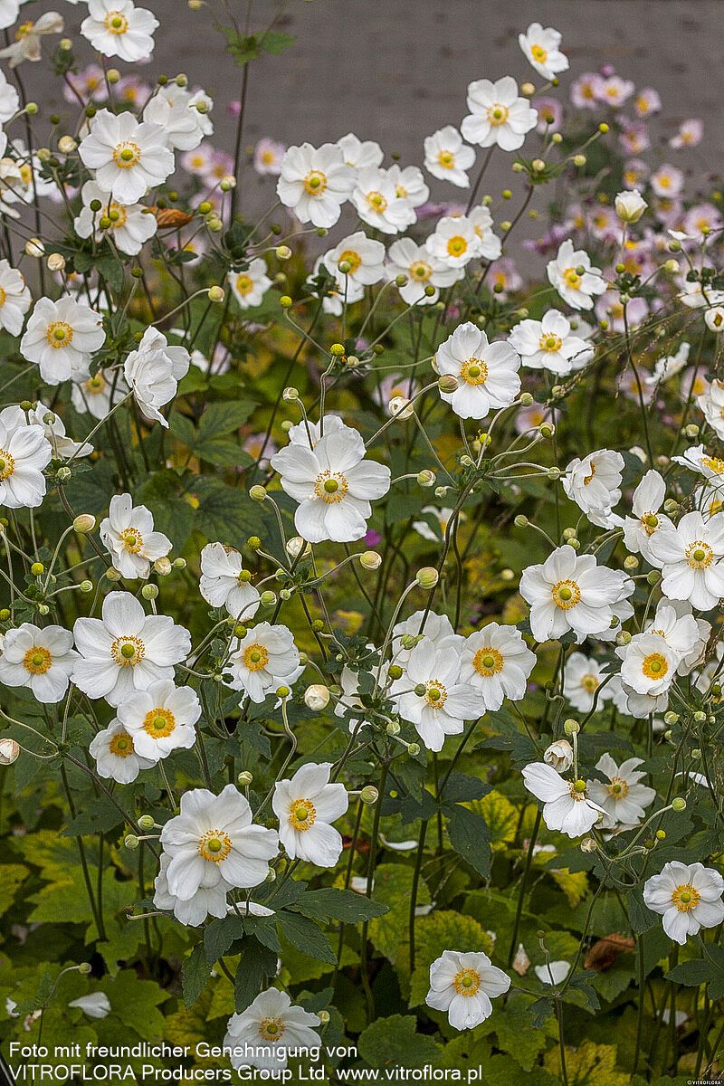 Herbst-Anemone 'Honorine Jobert' (Anemone japonica)