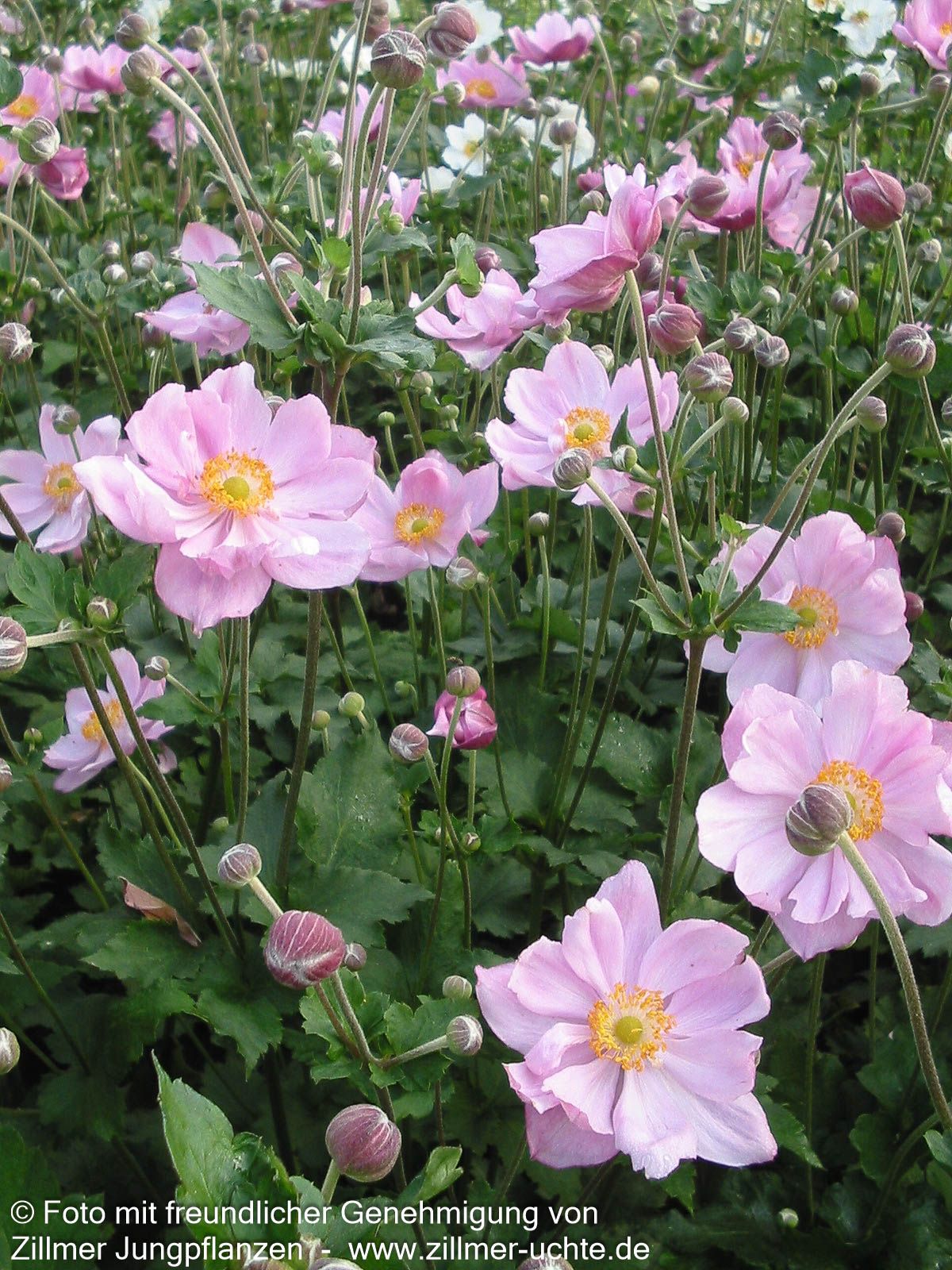Herbst-Anemone 'Königin Charlotte' (Anemone japonica)