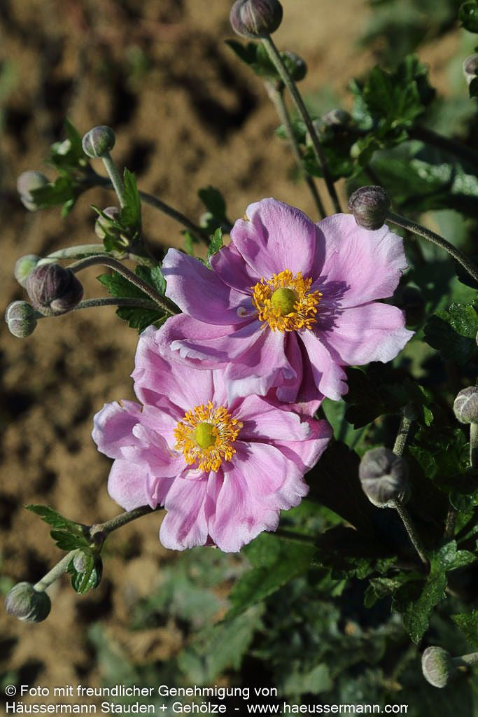 Herbst-Anemone 'Königin Charlotte' (Anemone japonica)