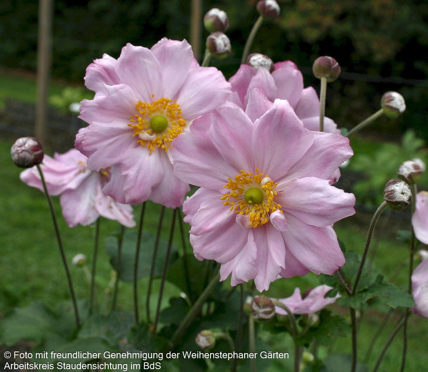 Herbst-Anemone 'Königin Charlotte' (Anemone japonica)