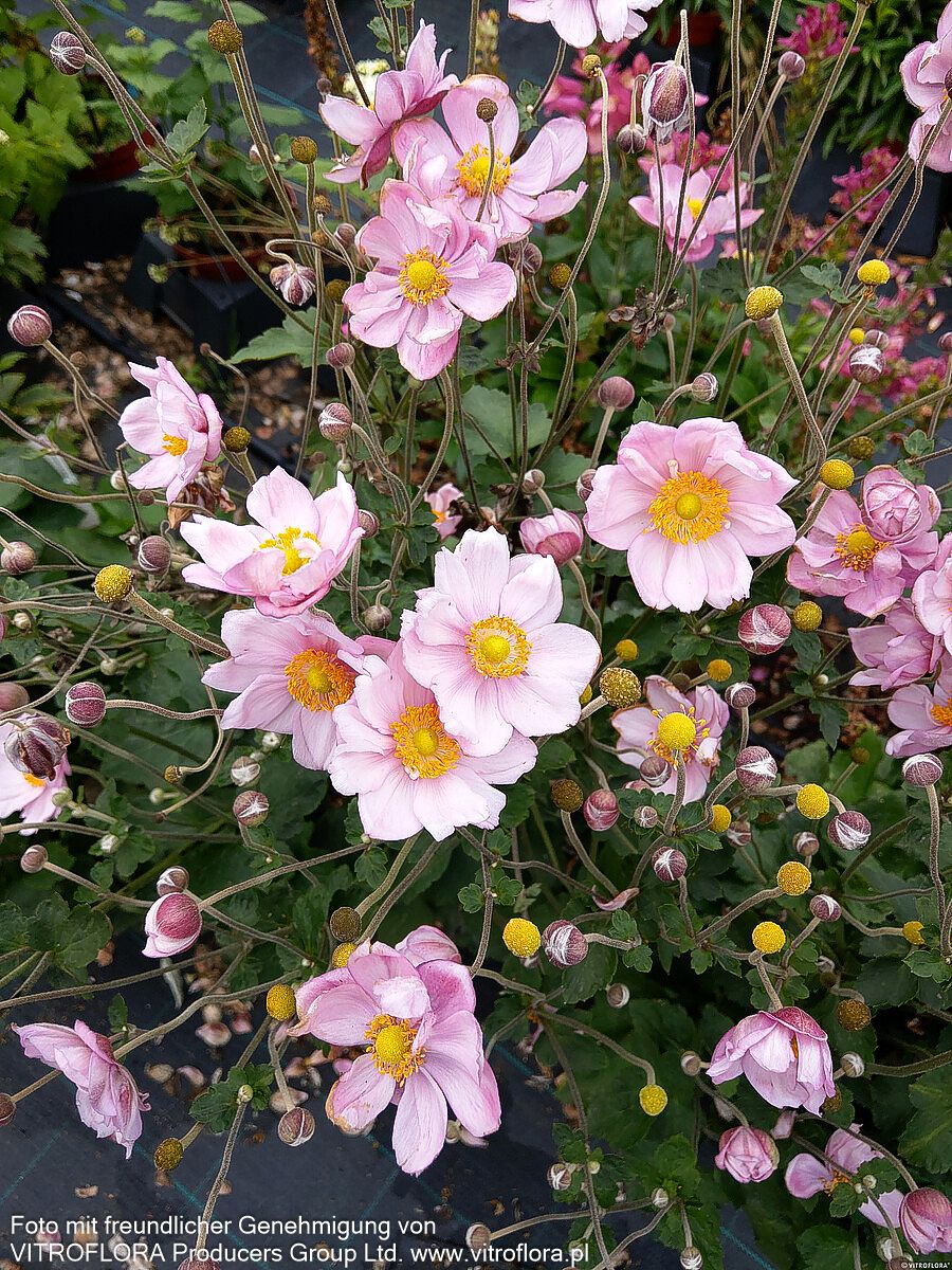 Herbst-Anemone 'Königin Charlotte' (Anemone japonica)