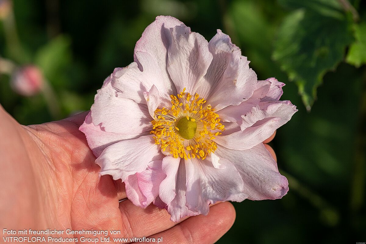 Herbst-Anemone 'Königin Charlotte' (Anemone japonica)
