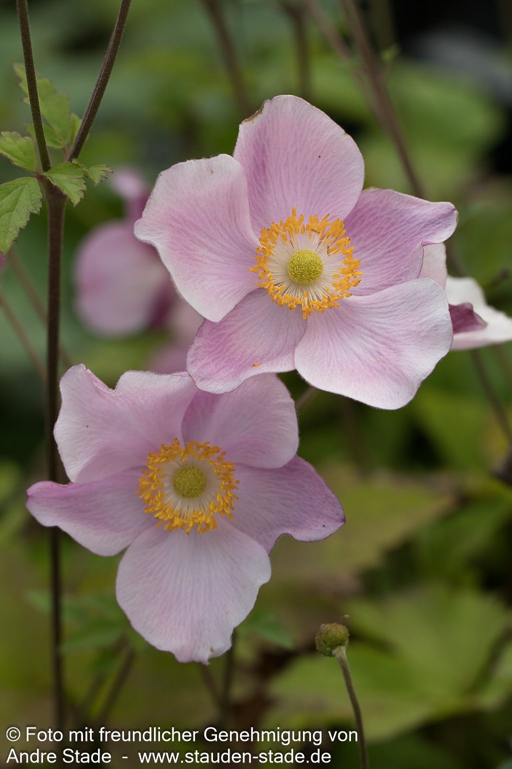 Herbst-Anemone 'Ouvertüre' (Anemone hupehensis)