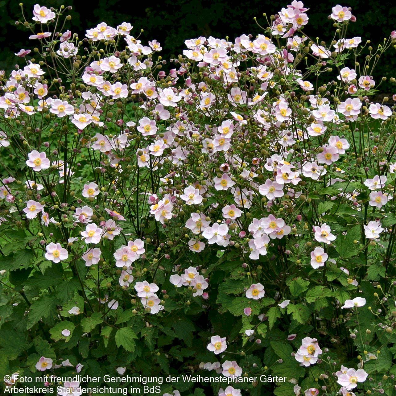 Herbst-Anemone 'Ouvertüre' (Anemone hupehensis)