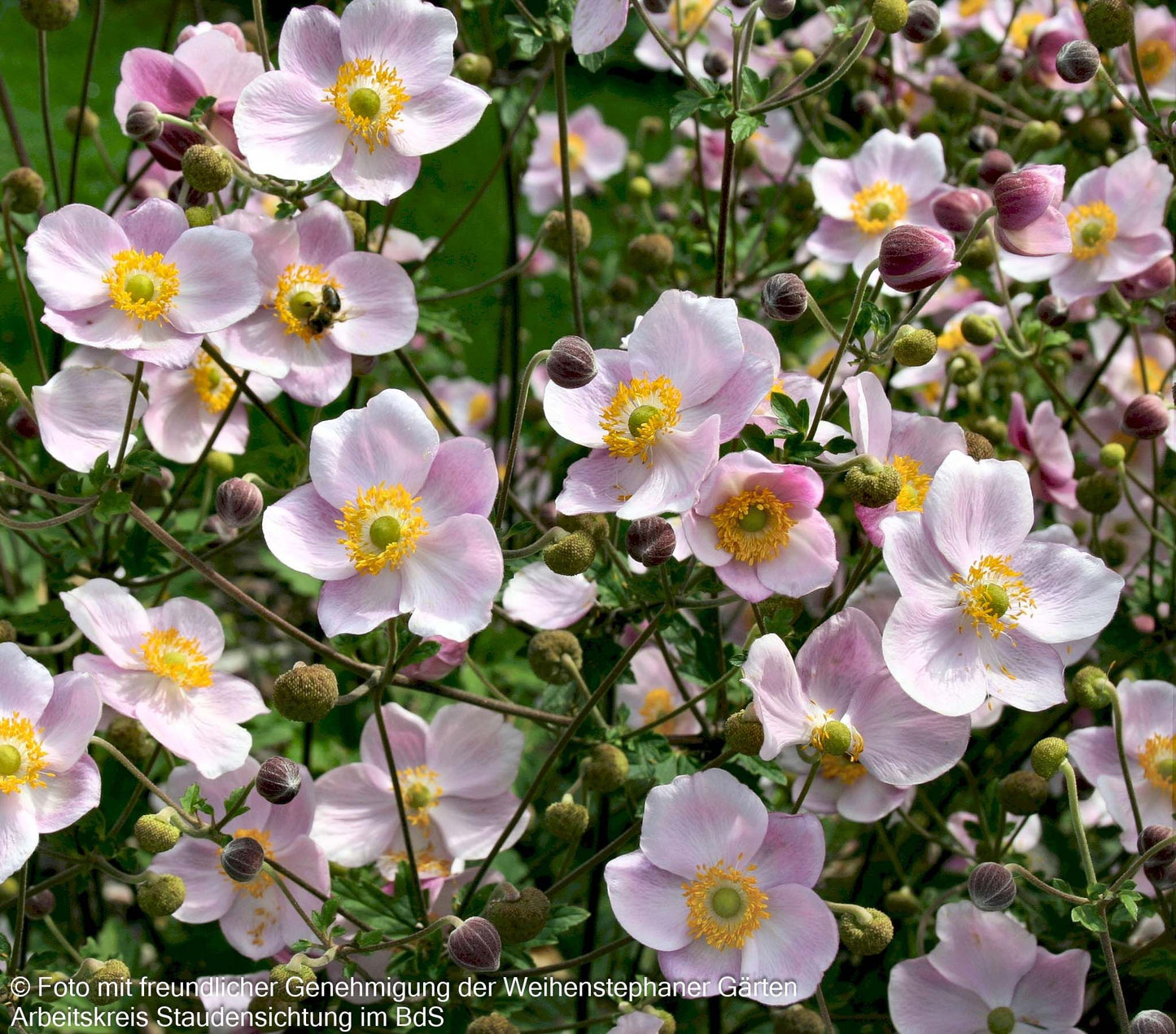 Herbst-Anemone 'Ouvertüre' (Anemone hupehensis)