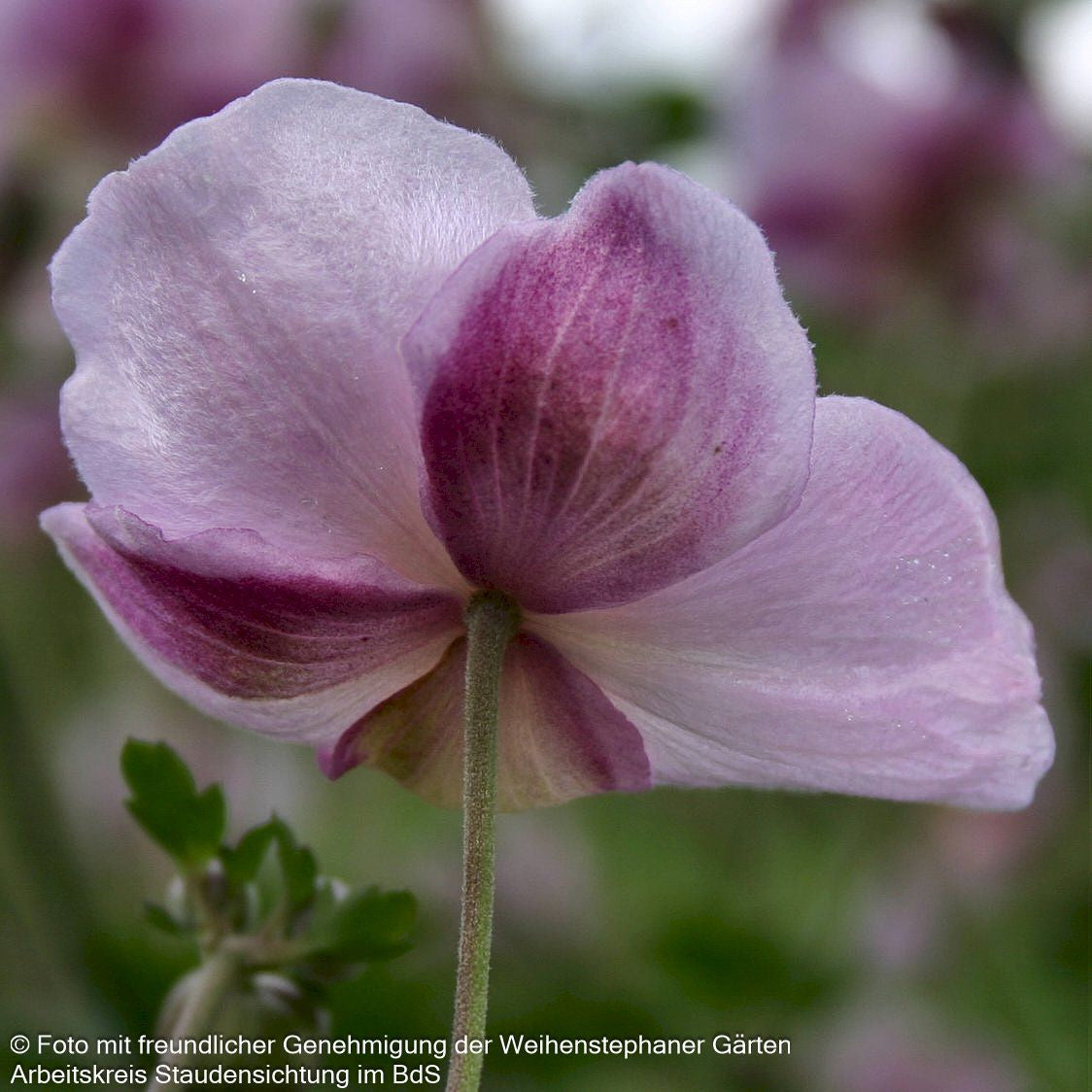 Herbst-Anemone 'Ouvertüre' (Anemone hupehensis)