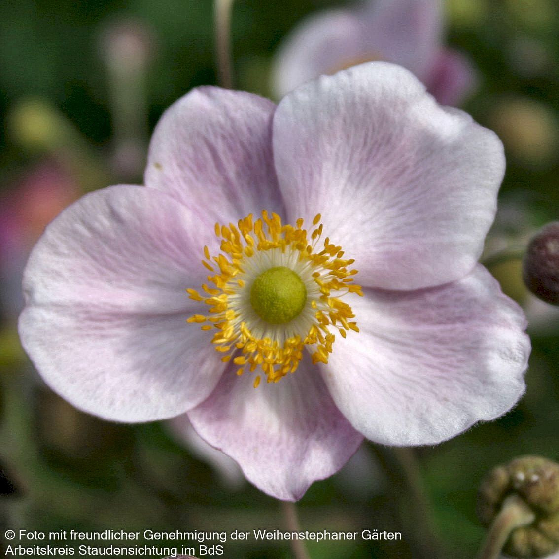Herbst-Anemone 'Ouvertüre' (Anemone hupehensis)