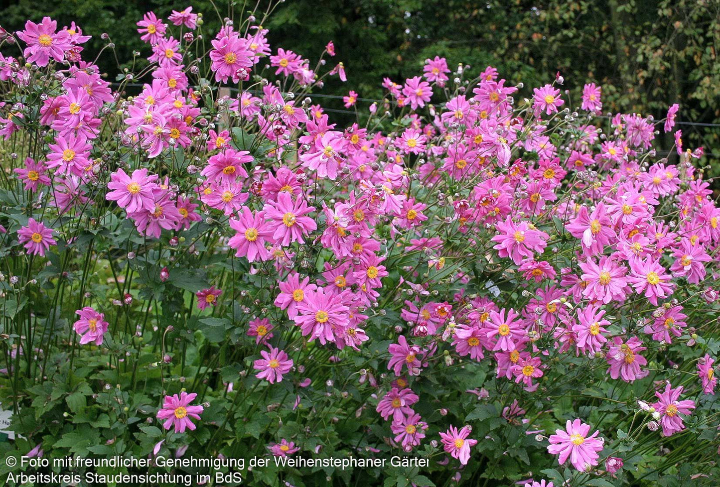 Herbst-Anemone 'Prinz Heinrich' (Anemone japonica)