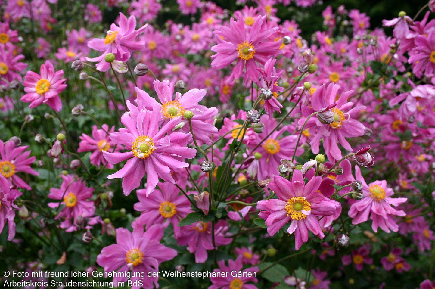 Herbst-Anemone 'Prinz Heinrich' (Anemone japonica)