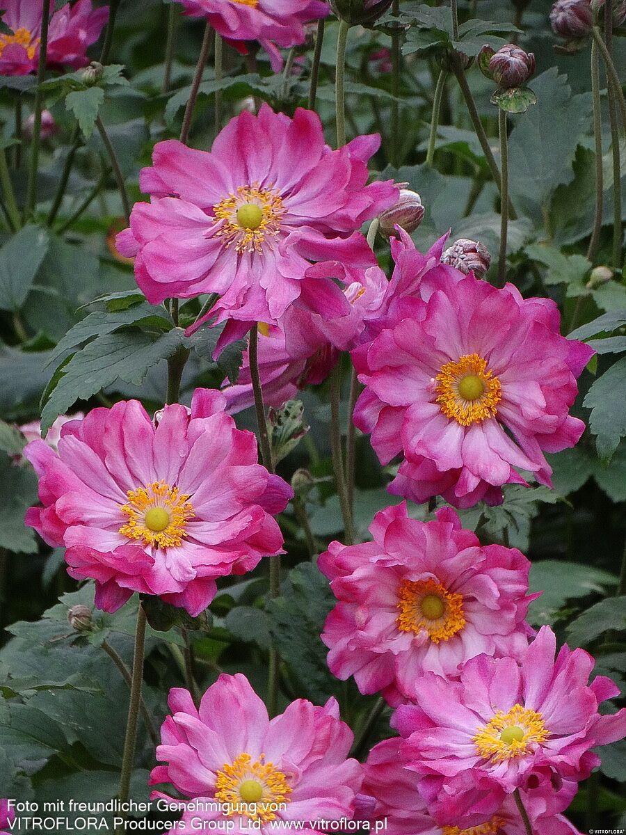 Herbst-Anemone 'Prinz Heinrich' (Anemone japonica)