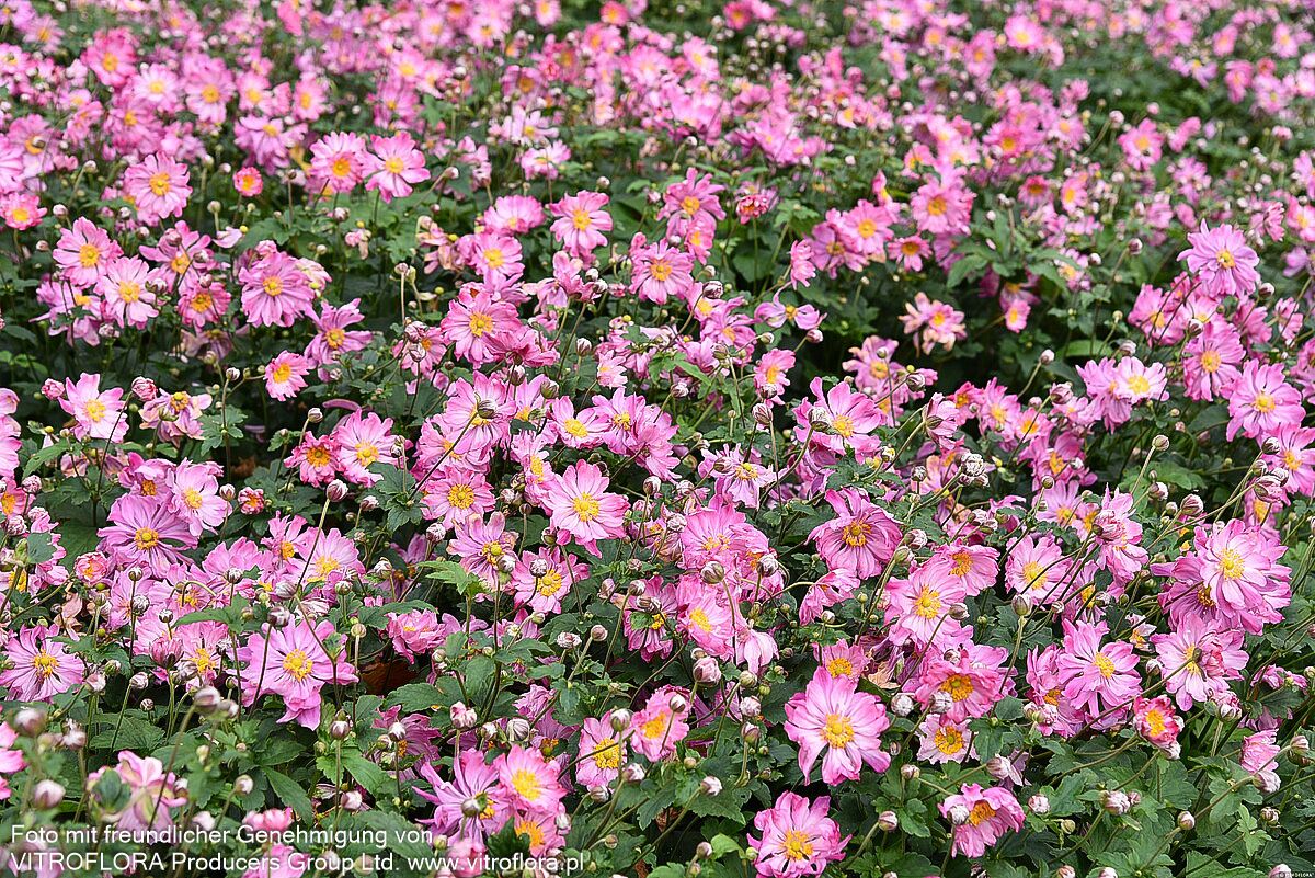 Herbst-Anemone 'Prinz Heinrich' (Anemone japonica)