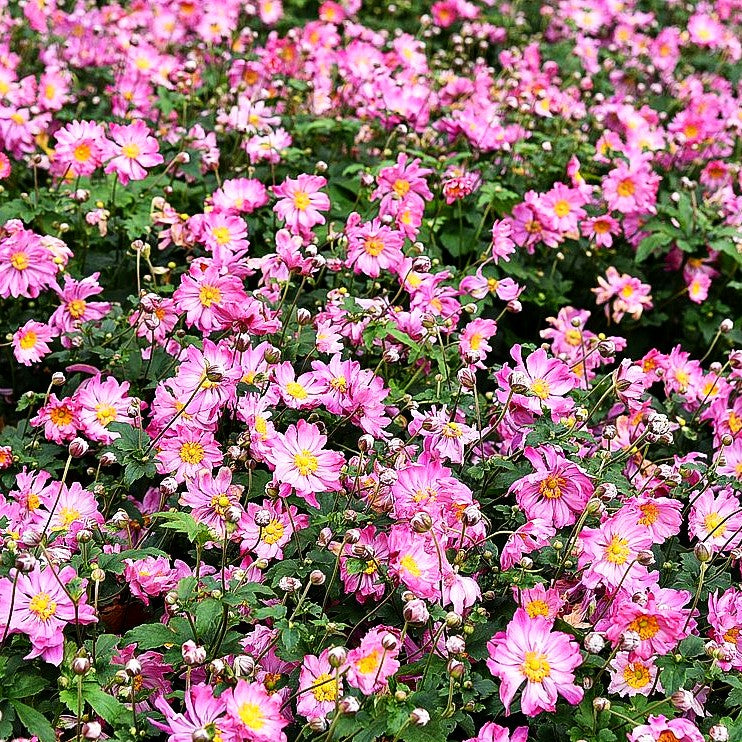 Herbst-Anemone 'Prinz Heinrich' (Anemone japonica)