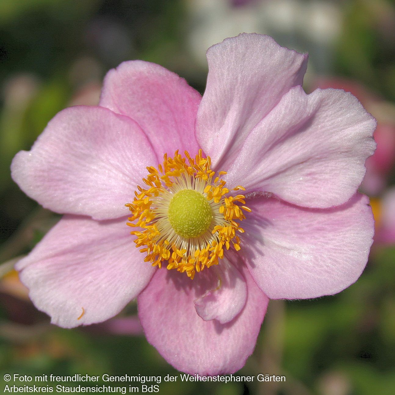Herbst-Anemone 'Rosenschale' (Anemone japonica)