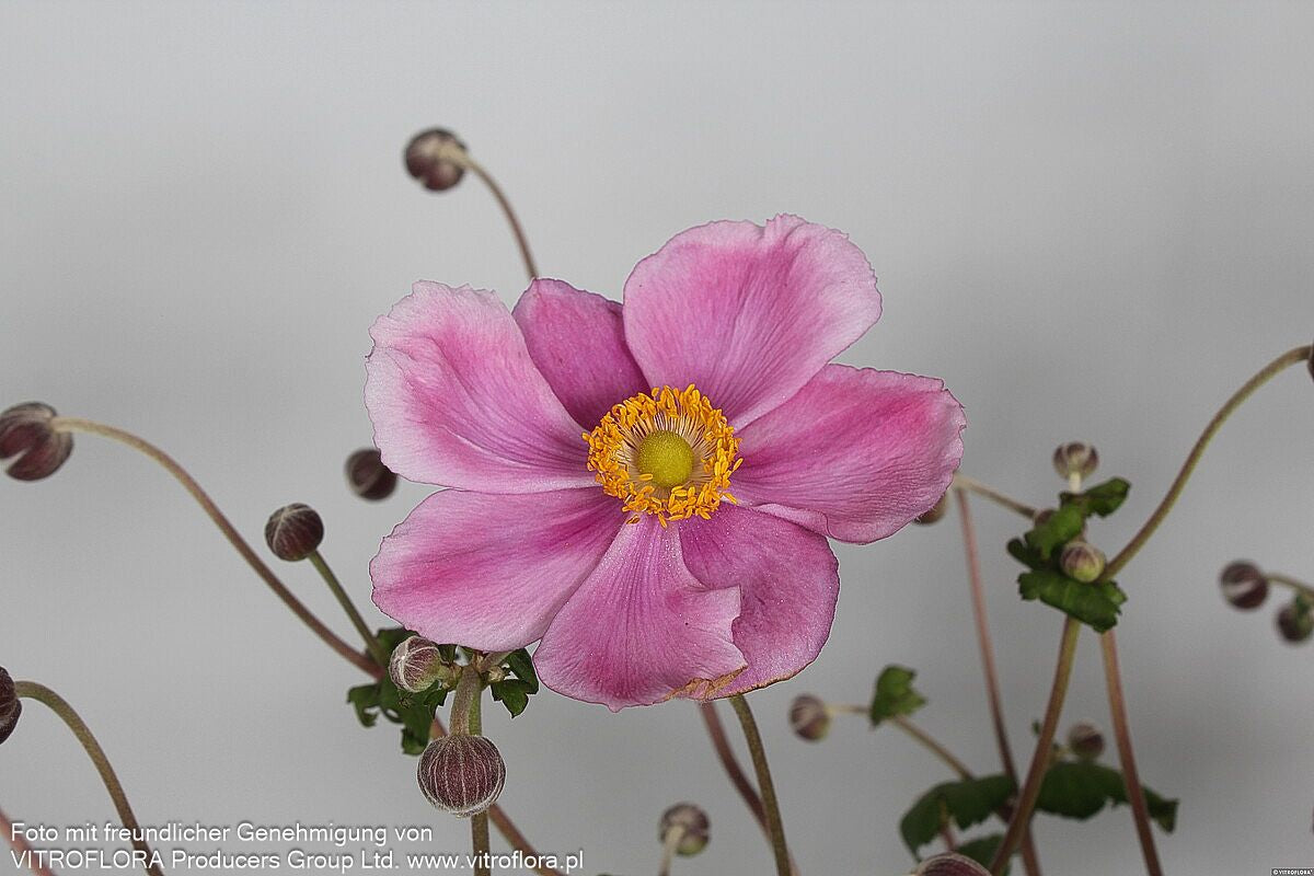 Herbst-Anemone 'Rosenschale' (Anemone japonica)