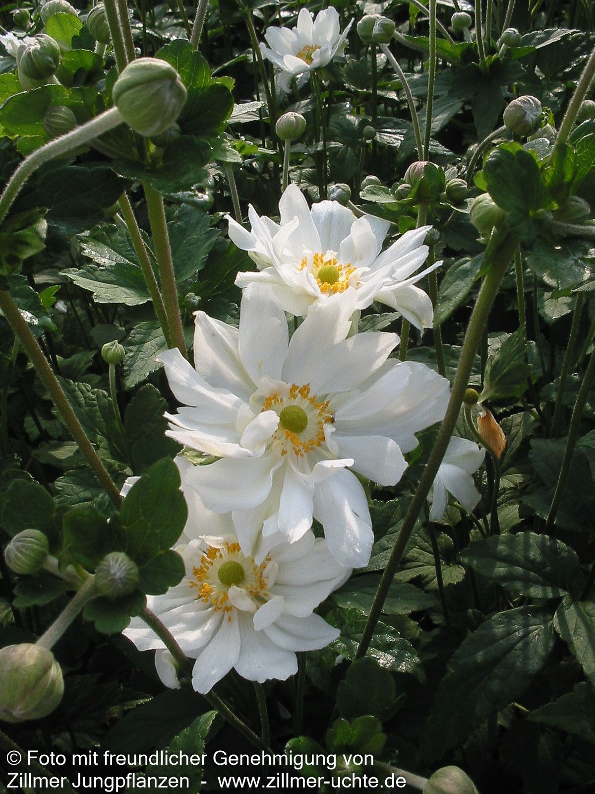 Herbst-Anemone 'Whirlwind' (Anemone japonica)