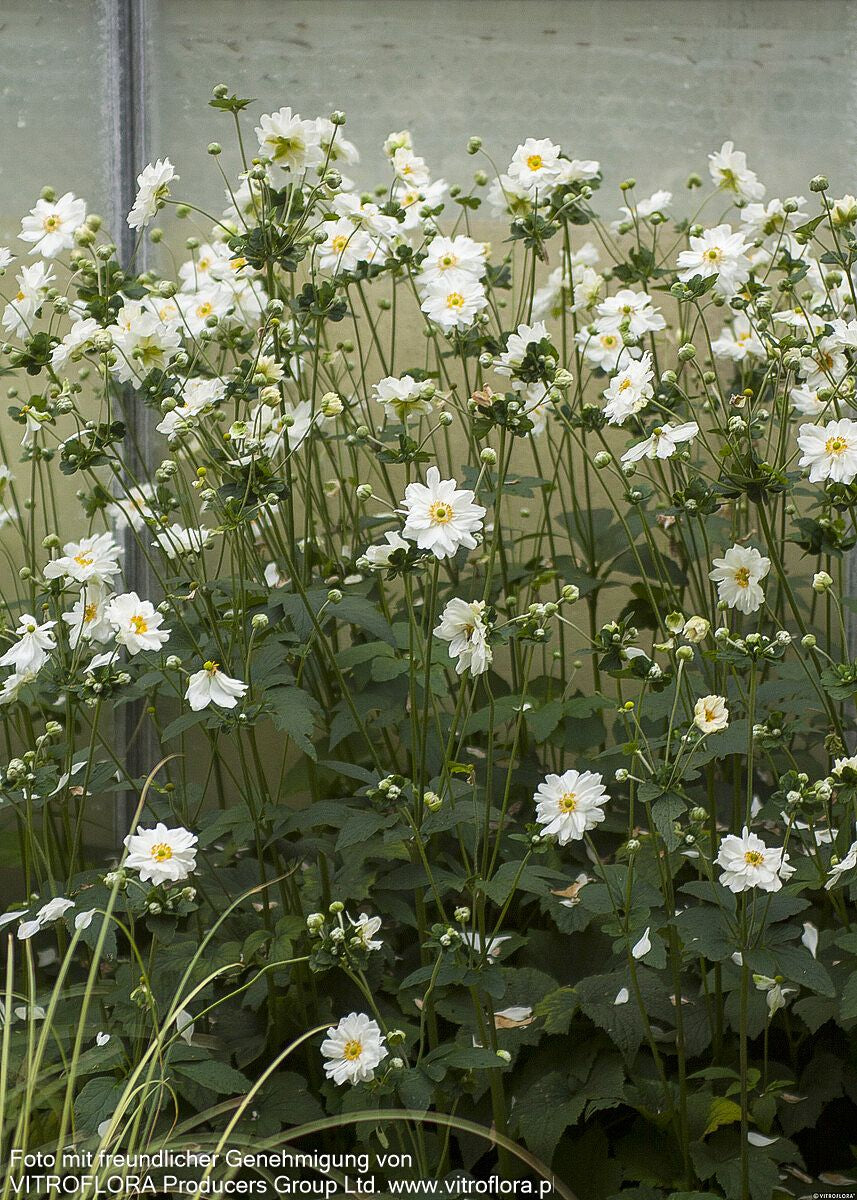 Herbst-Anemone 'Whirlwind' (Anemone japonica)