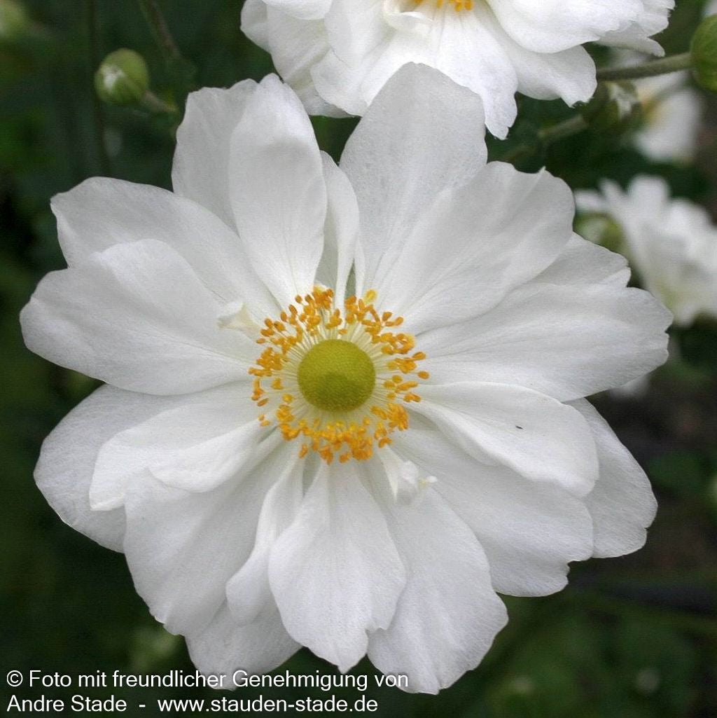 Herbst-Anemone 'Whirlwind' (Anemone japonica)