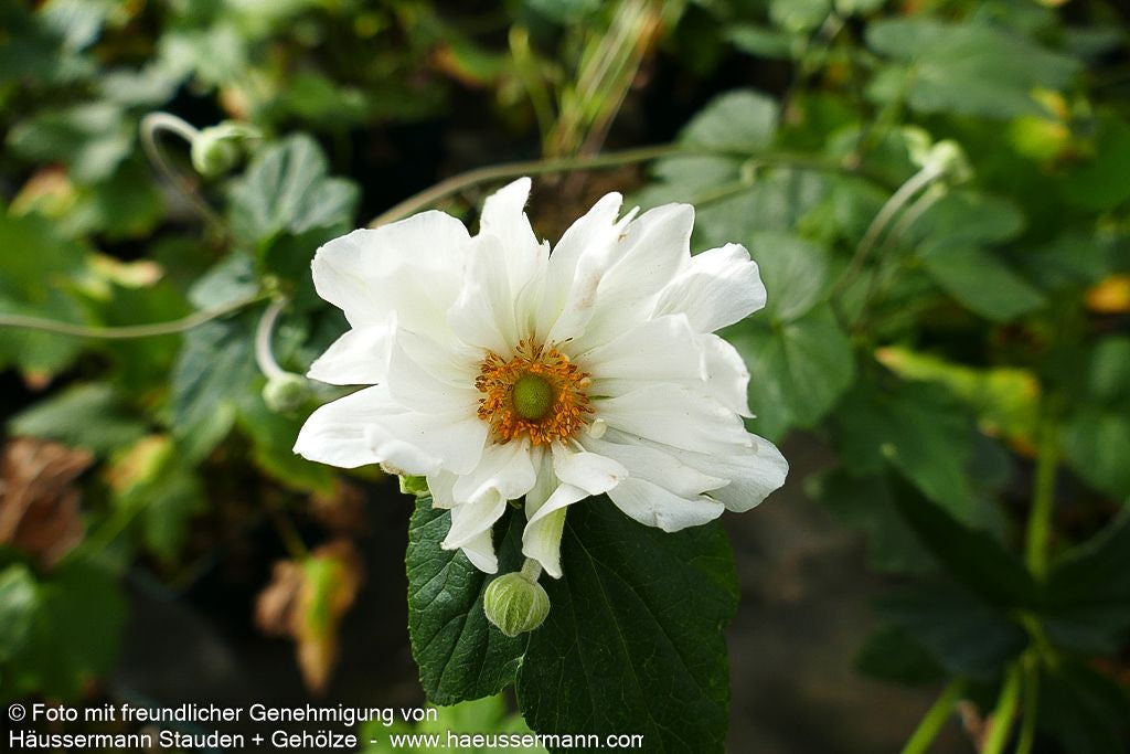 Herbst-Anemone 'Whirlwind' (Anemone japonica)