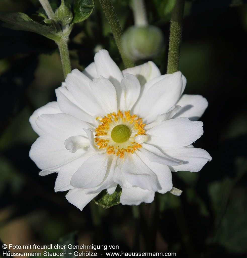 Herbst-Anemone 'Whirlwind' (Anemone japonica)