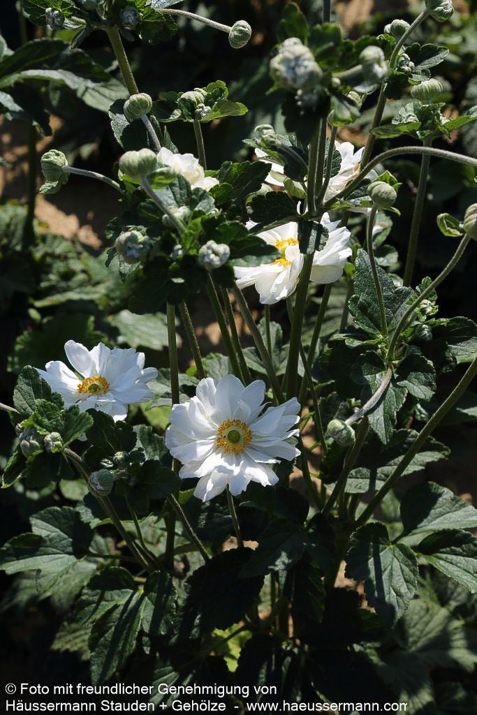 Herbst-Anemone 'Whirlwind' (Anemone japonica)