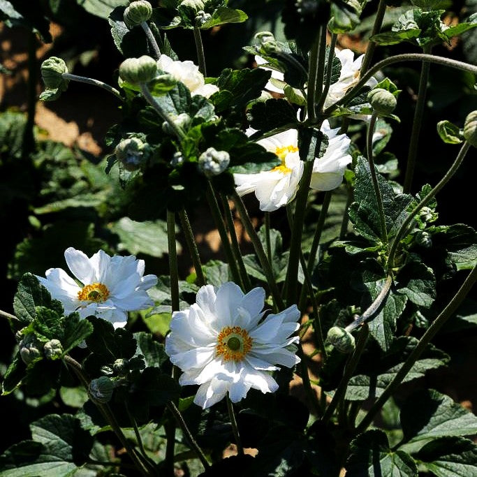 Herbst-Anemone 'Whirlwind' (Anemone japonica)