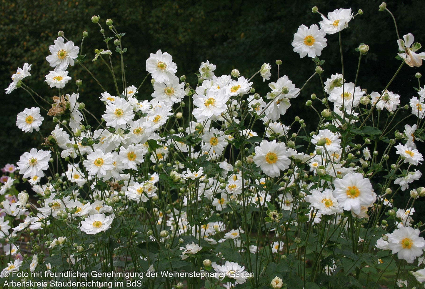 Herbst-Anemone 'Whirlwind' (Anemone japonica)